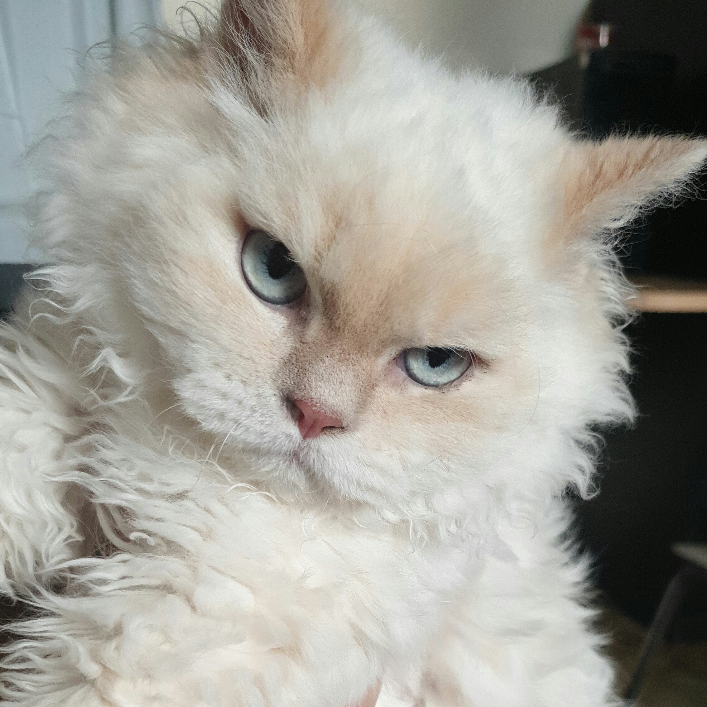 IMG_20201012_144755_171