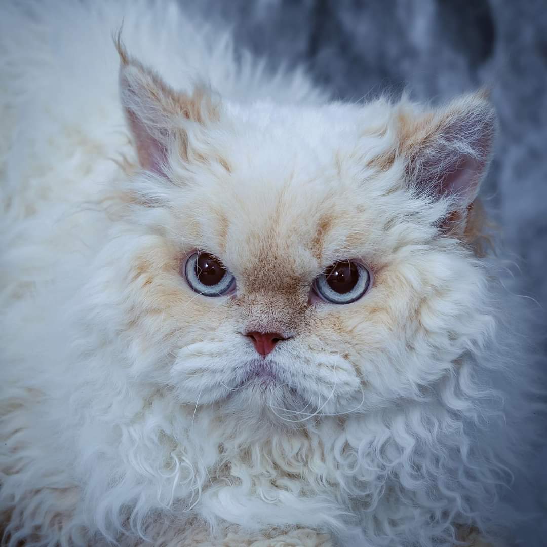 FB_IMG_1707112821513