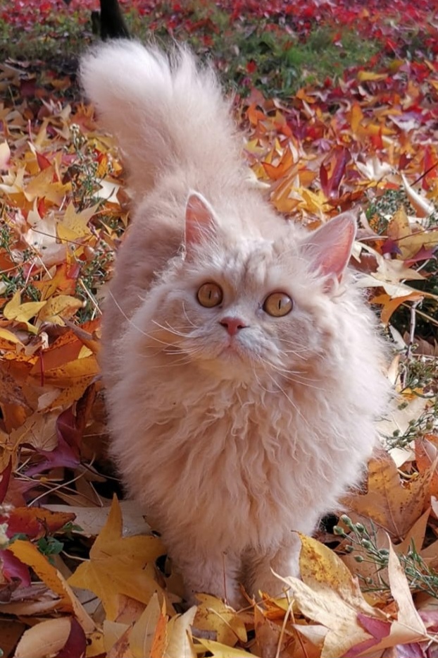 IMG-20230520-WA0030 (1)